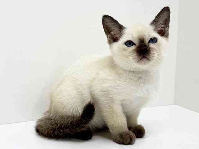 大阪府のトンキニーズ (ひごペットフレンドリーくずはモール店/2025年11月22日生まれ/女の子/チョコレートポイント)の子猫の3枚目の画像