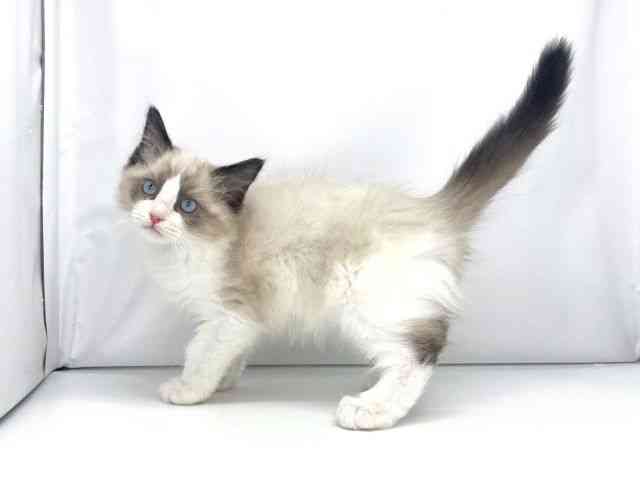 兵庫県のラグドール (ひごペットフレンドリーイオンタウン加古川店/2025年11月7日生まれ/男の子/シールポイントバイカラー)の子猫の3枚目の画像