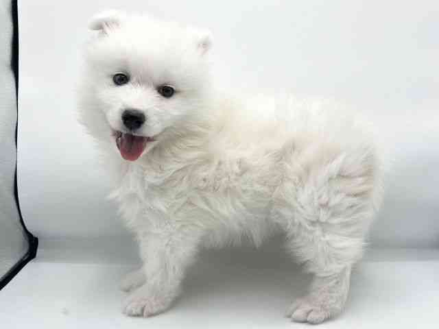 大阪府のサモエド (ひごペットフレンドリーららぽーとEXPOCITY店/2025年11月22日生まれ/女の子/ホワイト)の子犬の3枚目の画像