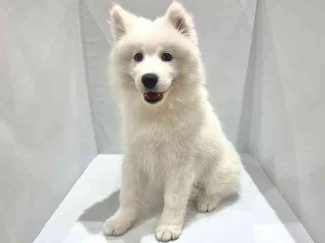 高知県のサモエド (ひごペットフレンドリーイオンモール高知店/2025年11月22日生まれ/男の子/ホワイト)の子犬の3枚目の画像