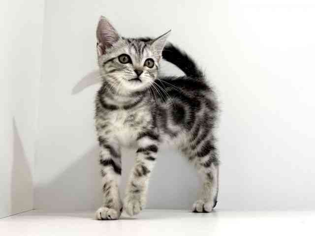 兵庫県のアメリカンショートヘアー (ひごペットフレンドリーイトーヨーカドー明石店/2025年11月22日生まれ/女の子/シルバータビー)の子猫の3枚目の画像