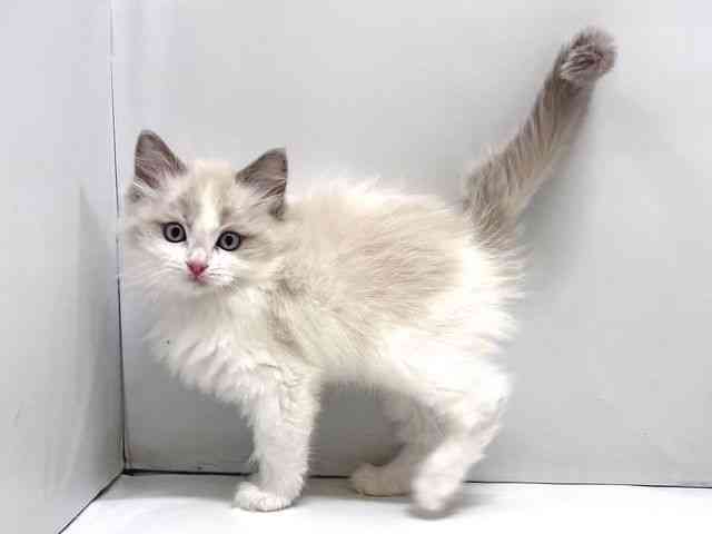 奈良県のラグドール (ひごペットフレンドリー奈良パワーシティ店/2025年11月21日生まれ/男の子/ブルーポイントバイカラー)の子猫の3枚目の画像