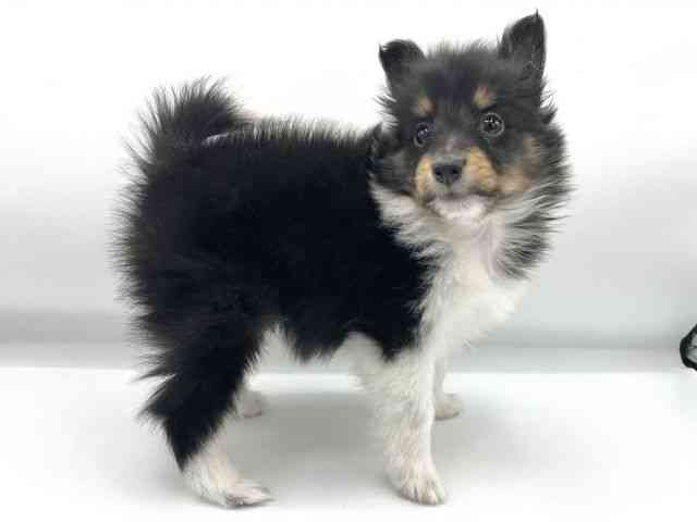 大阪府のシェットランドシープドッグ (ひごペットフレンドリーららぽーとEXPOCITY店/2025年11月13日生まれ/女の子/トライカラー)の子犬の3枚目の画像