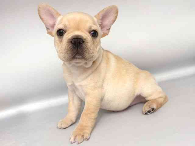 大阪府のフレンチブルドッグ (ひごペットフレンドリー岸和田店/2025年11月20日生まれ/男の子/クリーム)の子犬の3枚目の画像