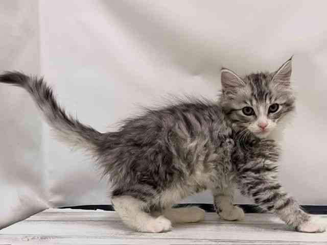 和歌山県のノルウェージャンフォレストキャット (ひごペットフレンドリーパームシティ和歌山店/2025年11月17日生まれ/女の子/シルバータビーホワイト)の子猫の3枚目の画像