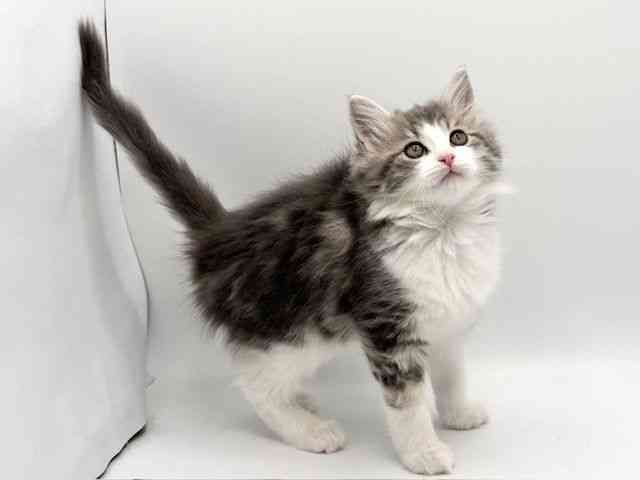 大阪府のノルウェージャンフォレストキャット (ひごペットフレンドリーみのおキューズモール店/2025年11月17日生まれ/女の子/シルバータビーホワイト)の子猫の3枚目の画像