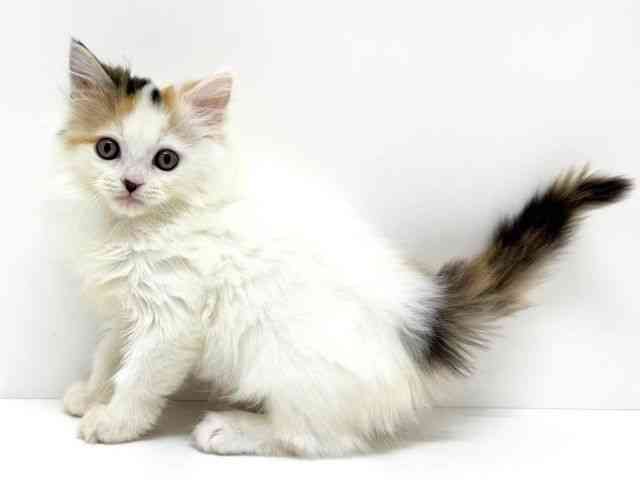 大阪府のサイベリアン (ひごペットフレンドリーくずはモール店/2025年11月20日生まれ/女の子/キャリコ)の子猫の3枚目の画像