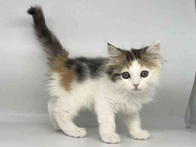 徳島県のサイベリアン (ひごペットフレンドリーゆめタウン徳島店/2025年11月20日生まれ/女の子/キャリコ)の子猫の3枚目の画像