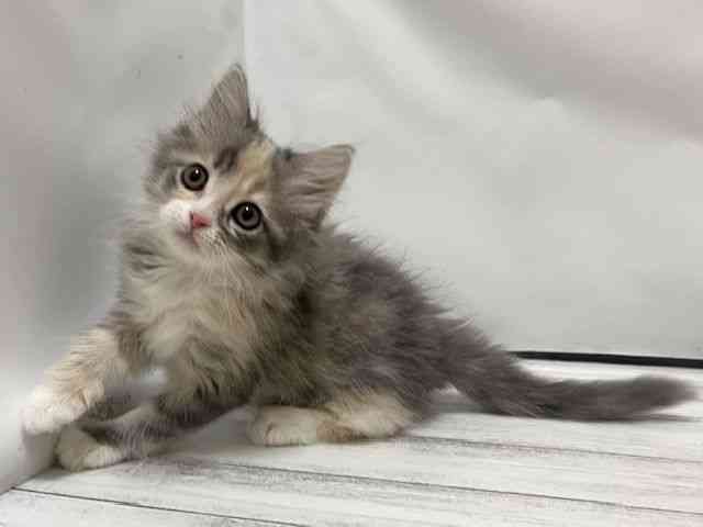 和歌山県のサイベリアン (ひごペットフレンドリーパームシティ和歌山店/2025年11月20日生まれ/女の子/ダイリュートキャリコ)の子猫の3枚目の画像