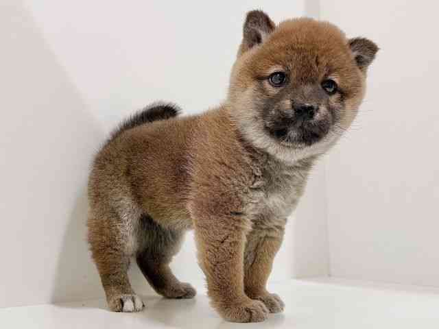 奈良県の柴犬(標準サイズ) (ひごペットフレンドリーイオンモール橿原ウエスト・ビレッジ店/2025年11月22日生まれ/女の子/赤)の子犬の3枚目の画像