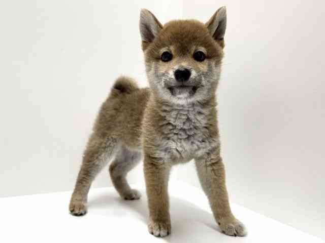 愛知県の柴犬(標準サイズ) (ひごペットフレンドリーららぽーと名古屋みなとアクルス店/2025年11月22日生まれ/女の子/赤)の子犬の3枚目の画像