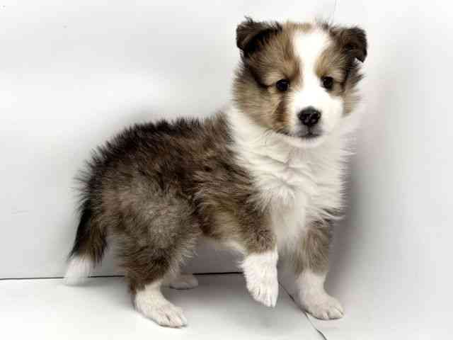 兵庫県のシェットランドシープドッグ (ひごペットフレンドリークラウンパーク伊丹店/2025年11月19日生まれ/男の子/セーブルホワイト)の子犬の3枚目の画像