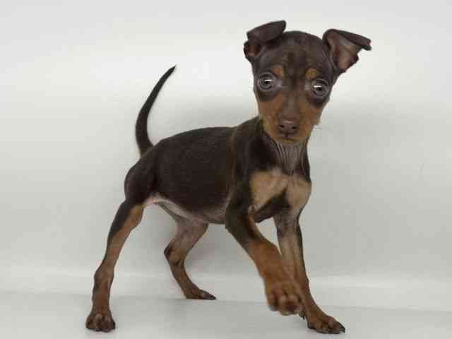 徳島県のミニチュアピンシャー (ひごペットフレンドリーゆめタウン徳島店/2025年11月19日生まれ/女の子/チョコレートタン)の子犬の3枚目の画像