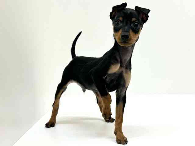 兵庫県のミニチュアピンシャー (ひごペットフレンドリーブルメールHAT神戸店/2025年11月19日生まれ/男の子/ブラックタン)の子犬の3枚目の画像