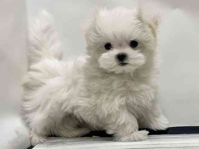 和歌山県のマルチーズ (ひごペットフレンドリーパームシティ和歌山店/2025年11月10日生まれ/男の子/ホワイト)の子犬の3枚目の画像