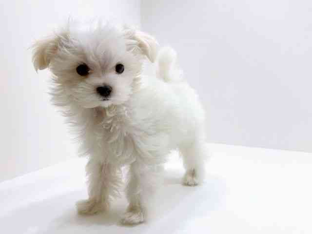 広島県のマルチーズ (ひごペットフレンドリーフジグラン神辺店/2025年11月10日生まれ/男の子/ホワイト)の子犬の3枚目の画像
