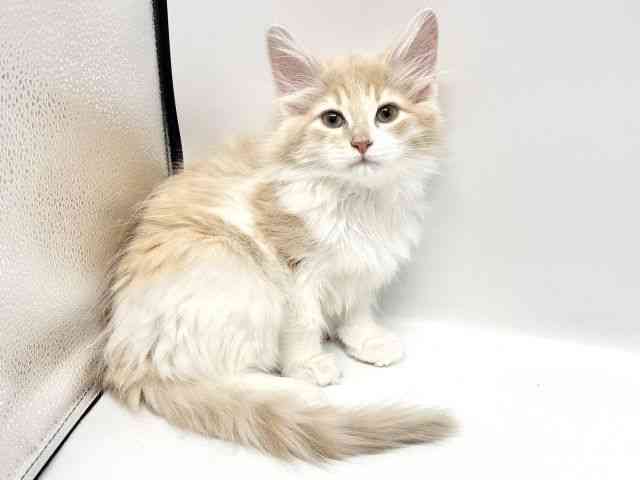 大阪府のノルウェージャンフォレストキャット (ひごペットフレンドリーイオンタウン豊中庄内店/2025年11月10日生まれ/女の子/クリームタビーホワイト)の子猫の3枚目の画像