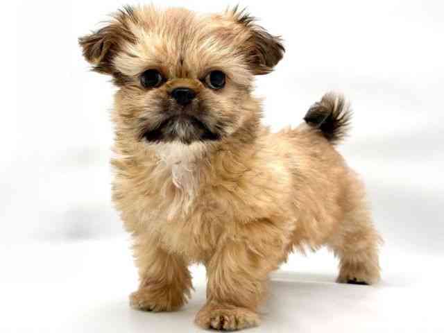 大阪府のチワズー/チワシーズ(チワワ×シーズー) (ひごペットフレンドリー東淀川店/2025年11月23日生まれ/女の子/フォーン)の子犬の3枚目の画像