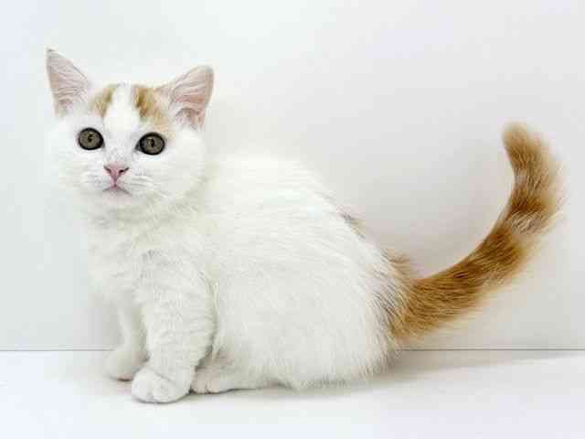 大阪府のマンチカン (ひごペットフレンドリーいこらもーる泉佐野店/2025年11月15日生まれ/男の子/レッドタビーホワイト)の子猫の3枚目の画像