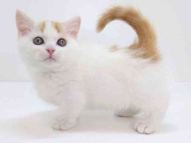 大阪府のマンチカン (ひごペットフレンドリーいこらもーる泉佐野店/2025年11月15日生まれ/男の子/レッドタビーホワイト)の子猫の3枚目の画像