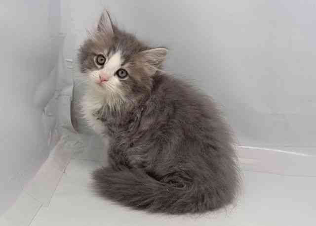 鳥取県のラガマフィン (ひごペットフレンドリーイオンモール鳥取北店/2025年11月21日生まれ/男の子/ブルータビーホワイト)の子猫の3枚目の画像