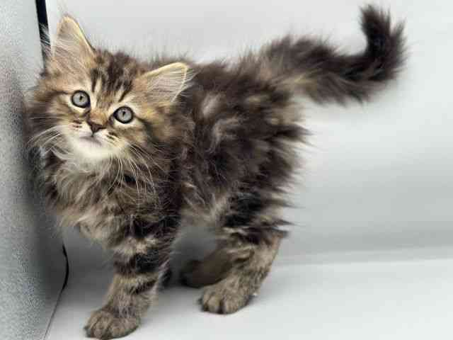 香川県のラガマフィン (ひごペットフレンドリーゆめタウン高松店/2025年11月21日生まれ/男の子/ブラウンタビー)の子猫の3枚目の画像