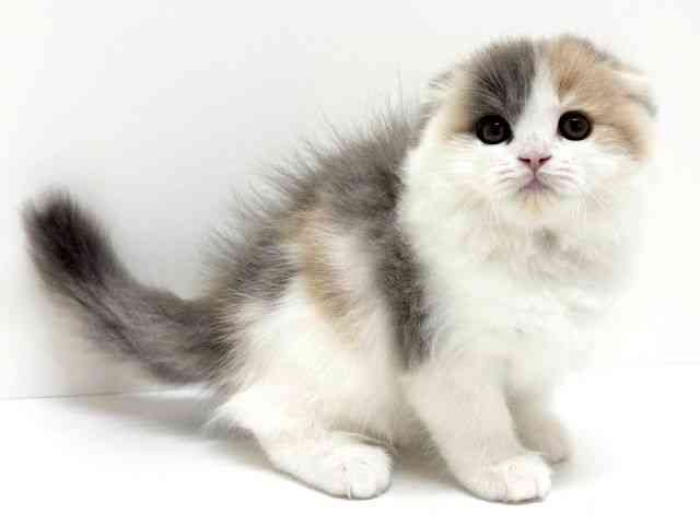 大阪府のスコティッシュフォールド (ひごペットフレンドリーくずはモール店/2025年11月20日生まれ/女の子/ブルーパッチドタビーホワイト)の子猫の3枚目の画像