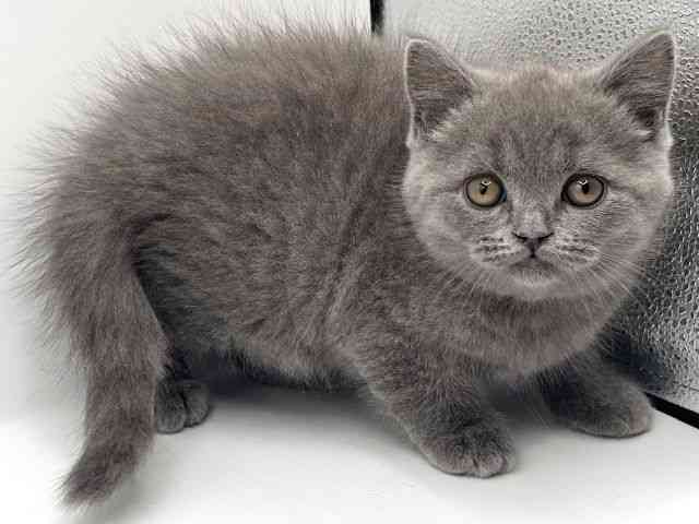 京都府のブリティッシュショートヘアー (ひごペットフレンドリーイオンモール高の原店/2025年11月21日生まれ/男の子/ブルー)の子猫の3枚目の画像