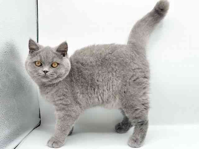 京都府のブリティッシュショートヘアー (ひごペットフレンドリーイオンモール高の原店/2025年11月21日生まれ/男の子/ブルー)の子猫の3枚目の画像