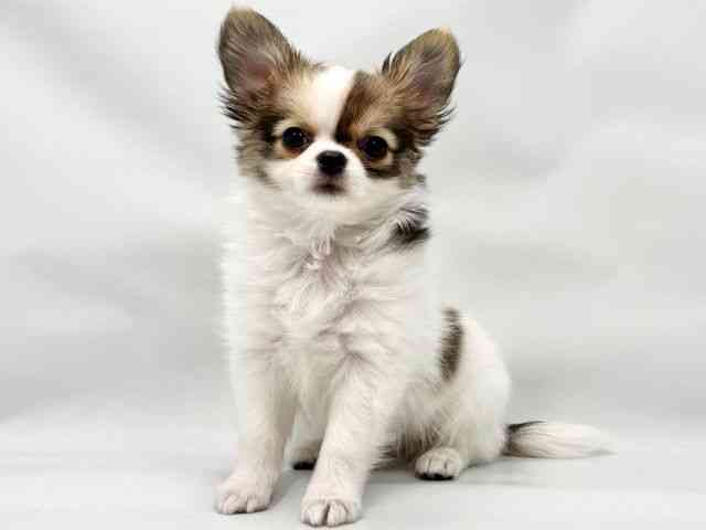 大阪府のチワワ(ロング) (ひごペットフレンドリー東淀川店/2025年11月23日生まれ/男の子/セーブルフォーン＆ホワイト)の子犬の3枚目の画像