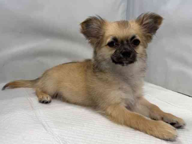 大阪府のチワワ(ロング) (ひごペットフレンドリー堺プラットプラット店/2025年11月23日生まれ/男の子/フォーン)の子犬の3枚目の画像