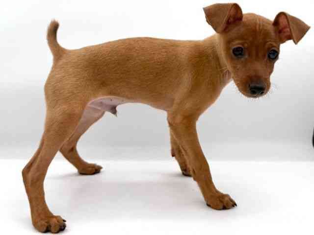 大阪府のミニチュアピンシャー (ひごペットフレンドリーイオンそよら海老江店/2025年11月23日生まれ/男の子/レッド)の子犬の3枚目の画像