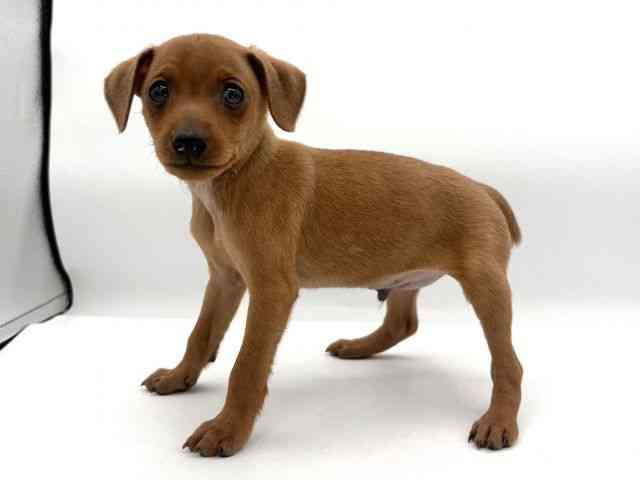 大阪府のミニチュアピンシャー (ひごペットフレンドリーイオンそよら海老江店/2025年11月23日生まれ/男の子/レッド)の子犬の3枚目の画像