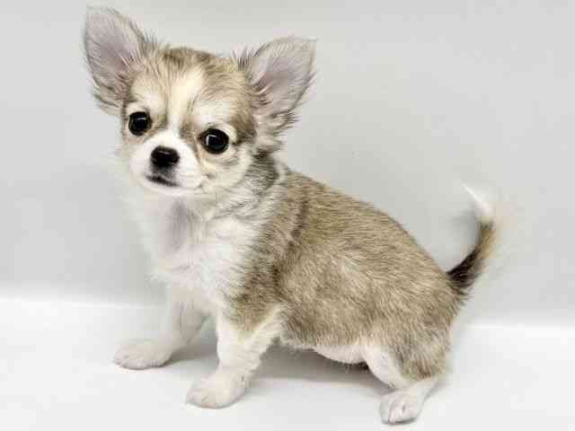 大阪府のチワワ(ロング) (ひごペットフレンドリーイオンタウン豊中庄内店/2025年11月20日生まれ/女の子/フォーンホワイト)の子犬の3枚目の画像