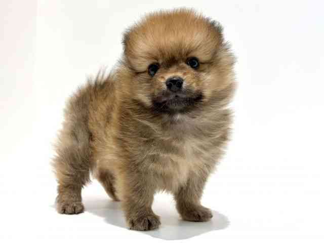 大阪府のポメラニアン (ひごペットフレンドリーイオン高槻店/2025年11月21日生まれ/男の子/オレンジ)の子犬の3枚目の画像