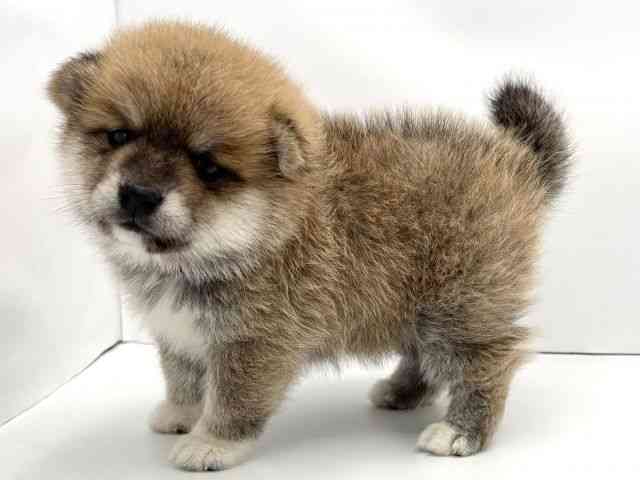 兵庫県のポメ柴/豆ポメ/ポメ豆柴(ポメラニアン×柴犬) (ひごペットフレンドリークラウンパーク伊丹店/2025年11月19日生まれ/女の子/赤)の子犬の3枚目の画像