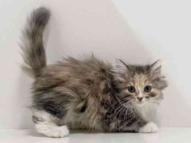 奈良県のノルウェージャンフォレストキャット (ひごペットフレンドリーイオンモール橿原ウエスト・ビレッジ店/2025年11月22日生まれ/女の子/ダイリュートキャリコ)の子猫の3枚目の画像