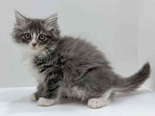 広島県のノルウェージャンフォレストキャット (ひごペットフレンドリーフジグラン神辺店/2025年11月22日生まれ/男の子/ブルーホワイト)の子猫の3枚目の画像