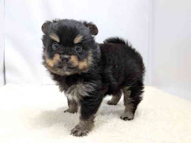 広島県のポメチワ/チワポメ/ポメチー(ポメラニアン×チワワ) (ひごペットフレンドリーゆめタウン廿日市店/2025年11月23日生まれ/男の子/ブラックタン)の子犬の3枚目の画像