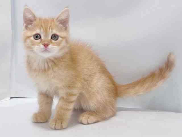 大阪府のミヌエット (ひごペットフレンドリーイズミヤショッピングセンター千里丘店/2025年11月17日生まれ/男の子/レッドタビー)の子猫の3枚目の画像