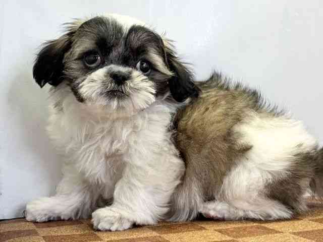 愛媛県のシーズー (ひごペットフレンドリーエミフルMASAKI店/2025年11月19日生まれ/女の子/ゴールドホワイト)の子犬の3枚目の画像