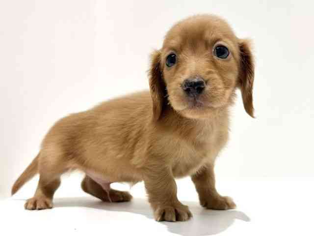 大阪府のミニチュアダックスフンド(ロング) (ひごペットフレンドリーイオン高槻店/2025年11月23日生まれ/男の子/ゴールド)の子犬の3枚目の画像