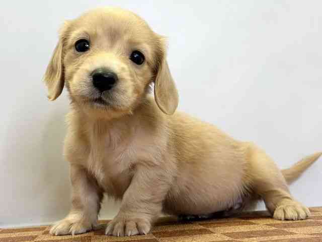 愛媛県のミニチュアダックスフンド(ロング) (ひごペットフレンドリーエミフルMASAKI店/2025年11月23日生まれ/女の子/イエロー)の子犬の3枚目の画像