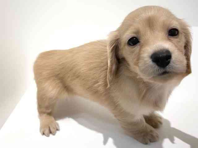 大阪府のミニチュアダックスフンド(ロング) (ひごペットフレンドリーイオン高槻店/2025年11月23日生まれ/女の子/イエロー)の子犬の3枚目の画像