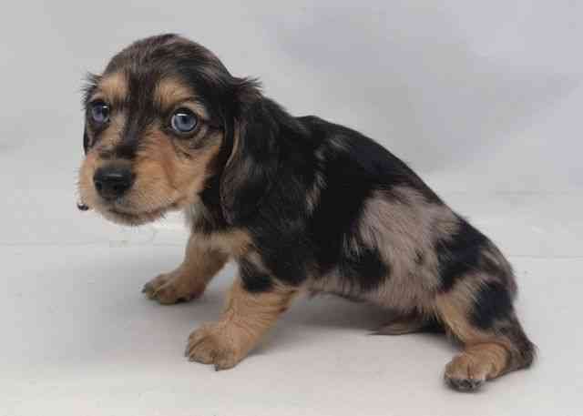 鳥取県のミニチュアダックスフンド(ロング) (ひごペットフレンドリーイオンモール鳥取北店/2025年11月24日生まれ/女の子/シルバーダップル)の子犬の3枚目の画像