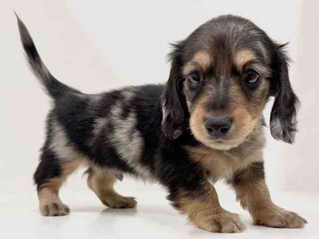 奈良県のミニチュアダックスフンド(ロング) (ひごペットフレンドリーイオンモール橿原ウエスト・ビレッジ店/2025年11月24日生まれ/男の子/シルバーダップル)の子犬の3枚目の画像