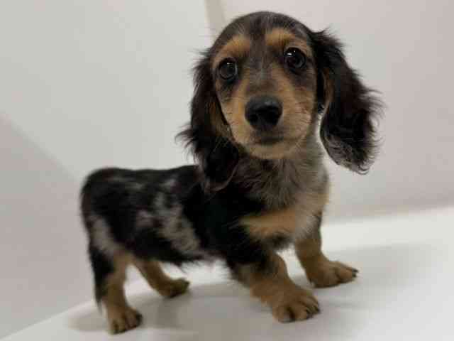 奈良県のミニチュアダックスフンド(ロング) (ひごペットフレンドリーイオンモール橿原ウエスト・ビレッジ店/2025年11月24日生まれ/男の子/シルバーダップル)の子犬の3枚目の画像