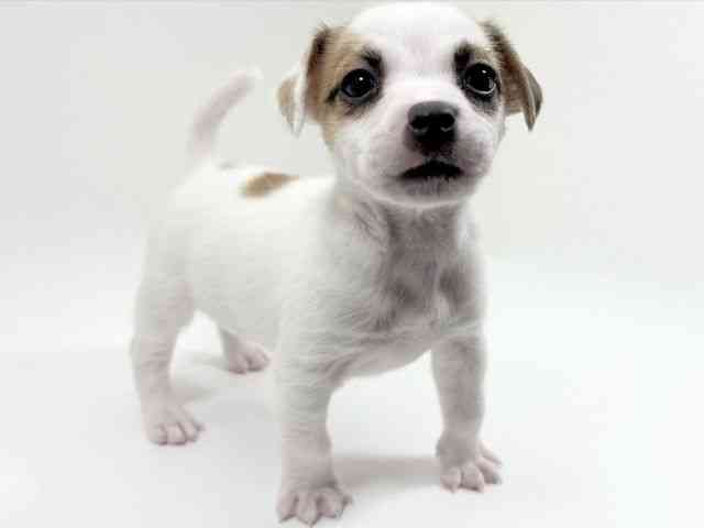 京都府のジャックラッセルテリア (ひごペットフレンドリーイズミヤショッピングセンター八幡店/2025年11月24日生まれ/女の子/ホワイトタン)の子犬の3枚目の画像