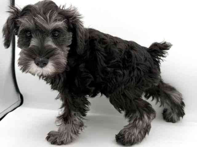 大阪府のミニチュアシュナウザー (ひごペットフレンドリーイオンそよら海老江店/2025年11月23日生まれ/女の子/ソルトペッパー)の子犬の3枚目の画像