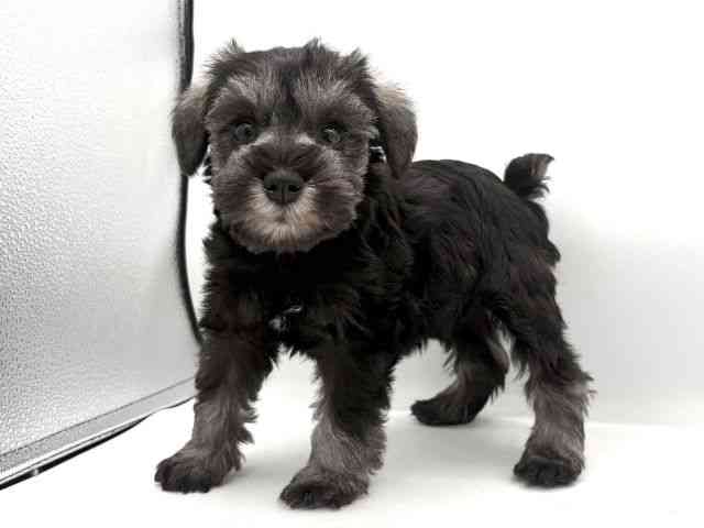 大阪府のミニチュアシュナウザー (ひごペットフレンドリーイオンそよら海老江店/2025年11月23日生まれ/女の子/ソルトペッパー)の子犬の3枚目の画像